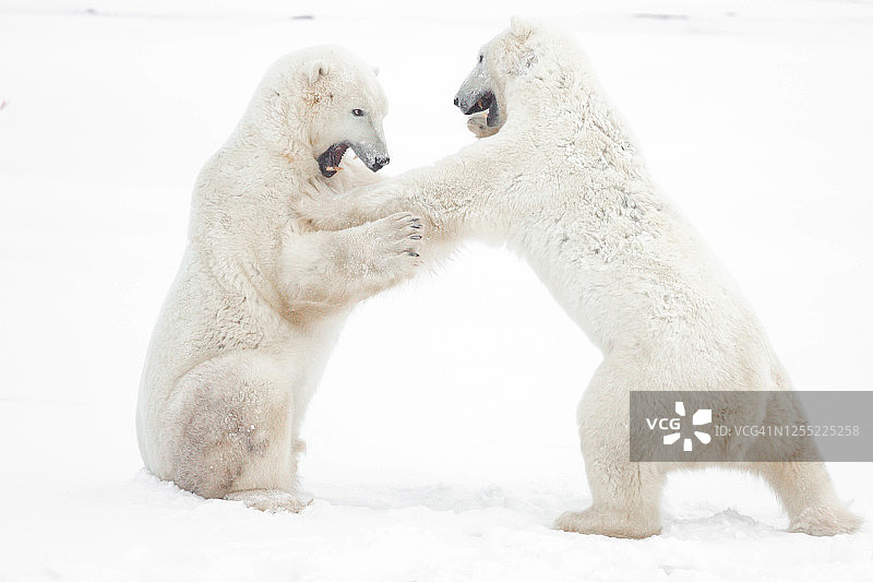 两只北极熊在雪地里搏斗，阿拉斯加，美国图片素材