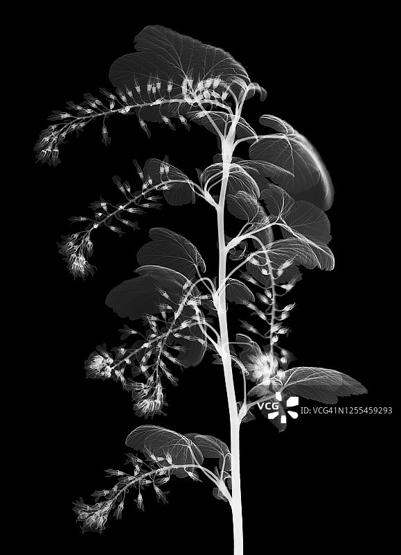 月桂酸(荚蒾)，x光片图片素材