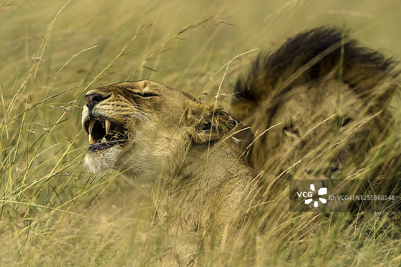 母狮在马赛马拉热带草原咆哮。图片素材