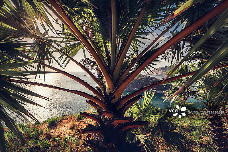 风景风景棕榈树和群岛的海景日落，全景风景自然安达曼海在普吉岛，泰国。图片素材