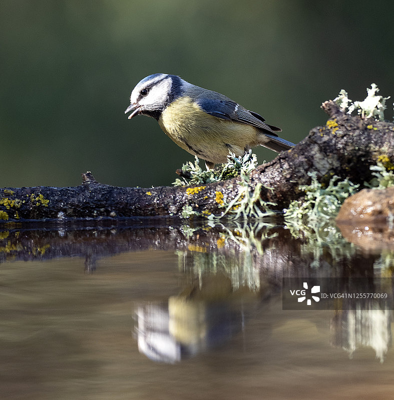 特写的蓝色山雀(蓝青色)，在一个水坑里吃和喝的树干与他的倒影在水里的田野。图片素材