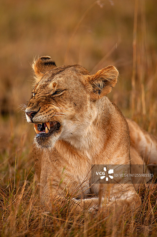 狮子(狮子Panthera leo)的近距离肖像，而咆哮图片素材