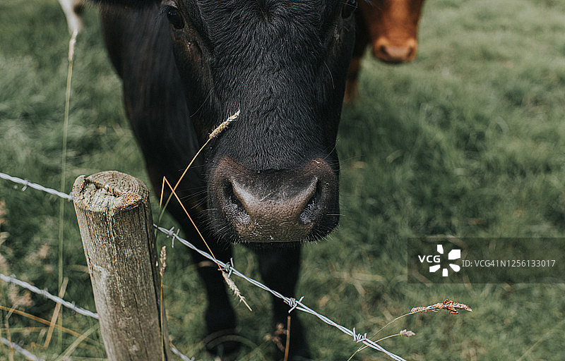 黑牛的鼻子和栅栏图片素材