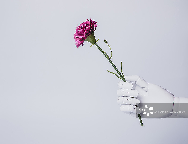 手持康乃馨花的机器人(概念展示具有情感智能的人工智能)图片素材