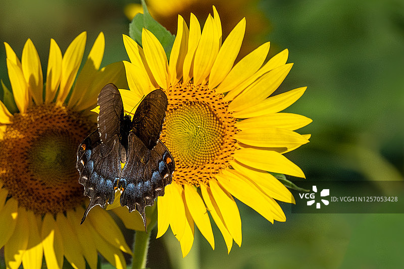 蝴蝶在向日葵图片素材