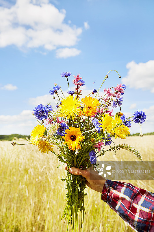 女人的手捧着一束五颜六色的野花，映衬着田野和天空图片素材