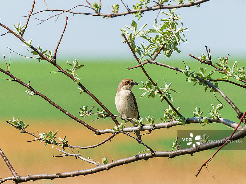 可爱的棕色小鸟栖息在一个小树枝上，背景模糊图片素材