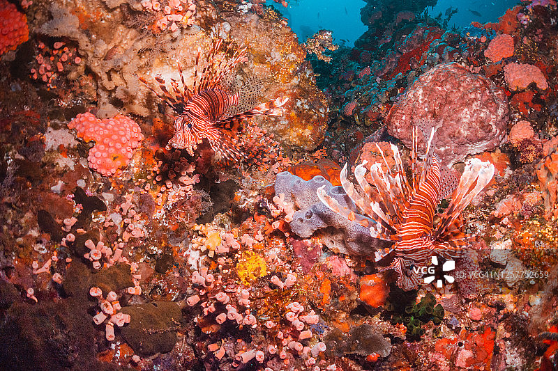 狮子鱼在珊瑚礁中游泳图片素材