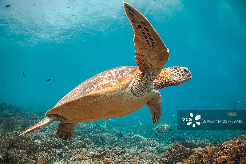 海龟在五彩缤纷的珊瑚礁中游泳图片素材