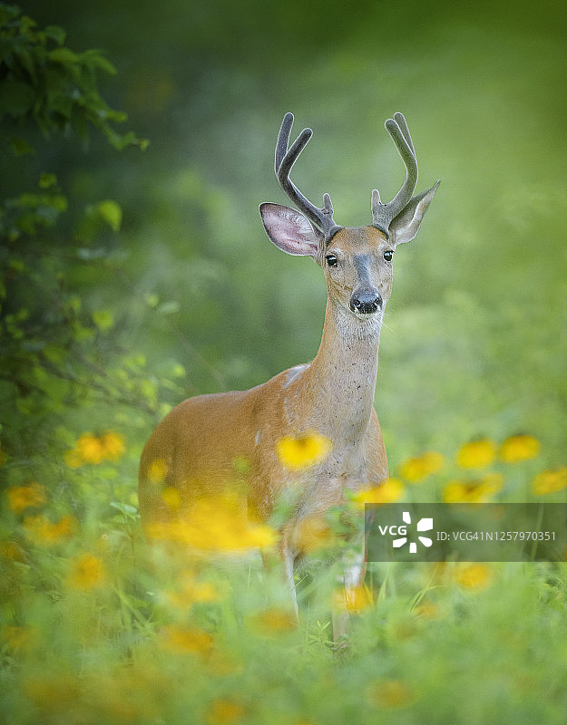 美丽的绿色，黄色的花和鹿在宾夕法尼亚州图片素材
