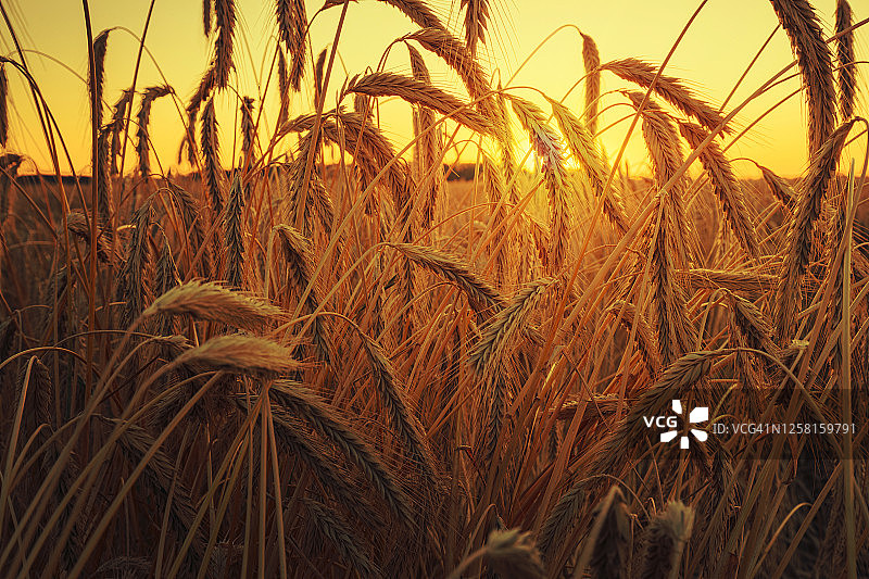 在明亮的夕阳照耀下，麦田里金黄色的麦穗。图片素材