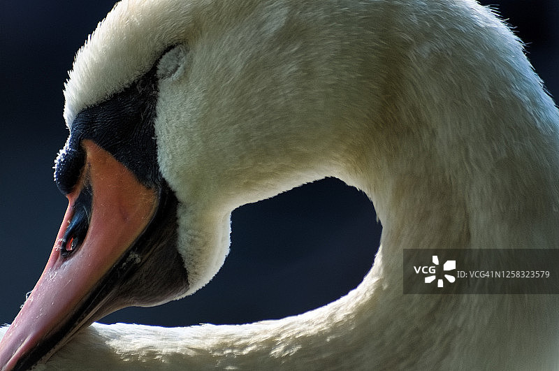 一只脖子卷曲的白色疣牙天鹅，在早晨的阳光下睡觉图片素材