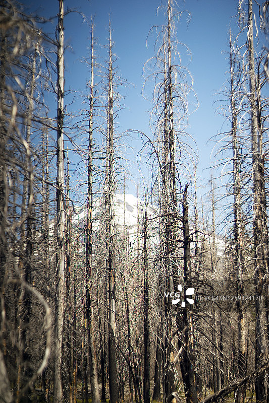 被烧毁的森林后面是雪山(亚当斯山)图片素材
