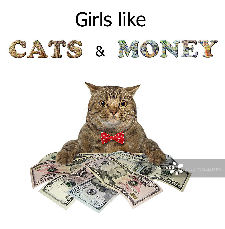 猫靠近一大堆美元图片素材