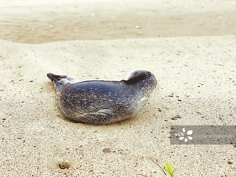 小海豹独自搁浅在科德角的沙滩上图片素材