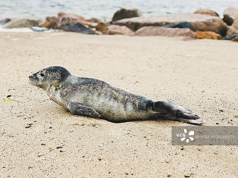 独自搁浅在科德角沙滩上的小海豹的侧面照片图片素材