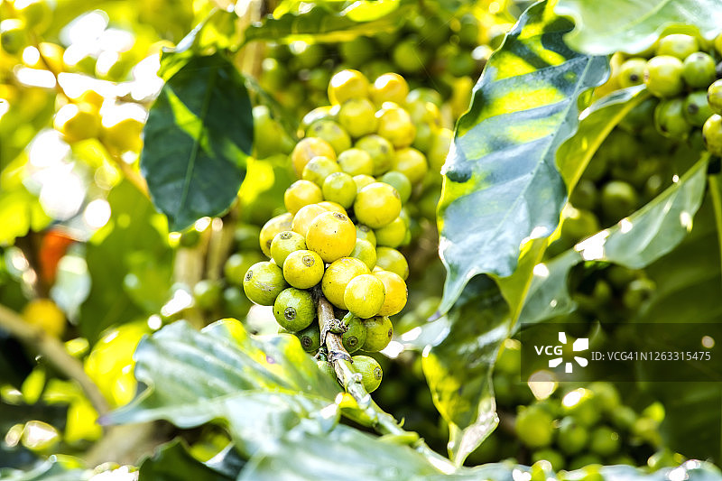 成熟的咖啡豆生长在树上，背景是咖啡叶图片素材
