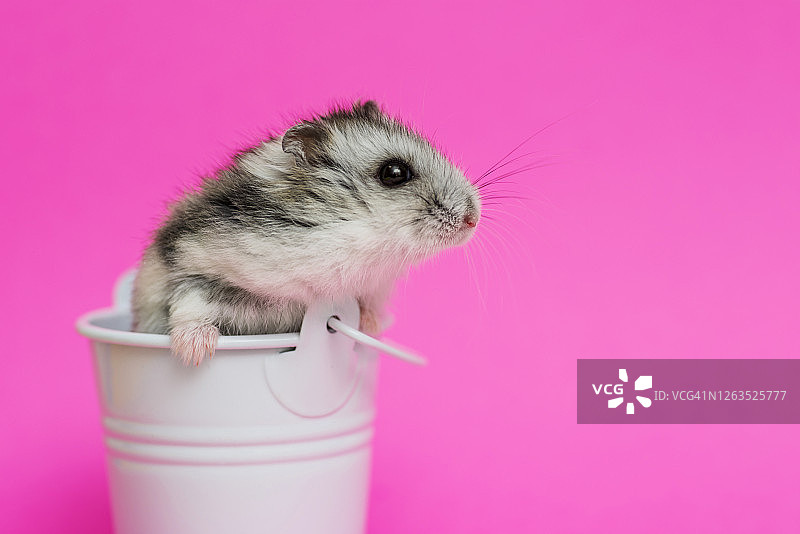 小仓鼠在白色装饰桶上粉红色的背景与复制空间。灰色叙利亚仓鼠在桶。婴儿的动物主题图片素材