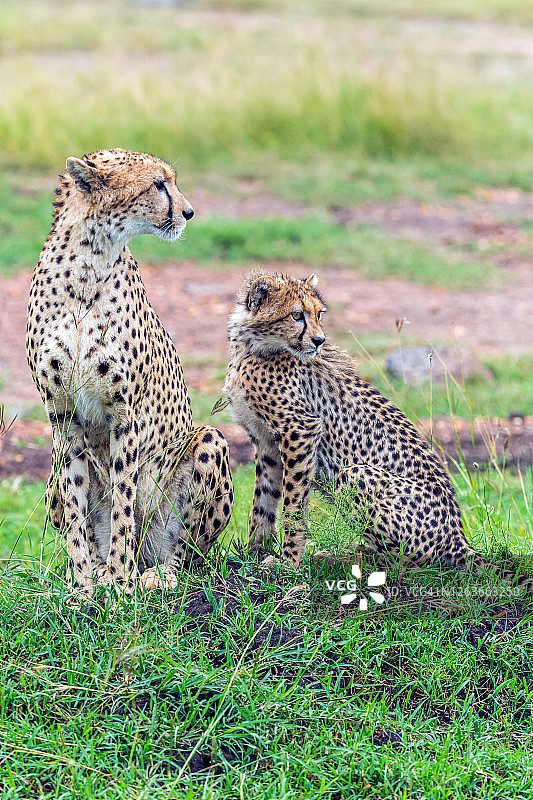 野生非洲猎豹妈妈和猎豹幼崽图片素材