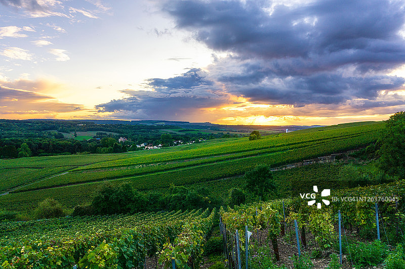 排葡萄葡萄在香槟葡萄园在蒙太奇德兰斯乡村的背景。图片素材