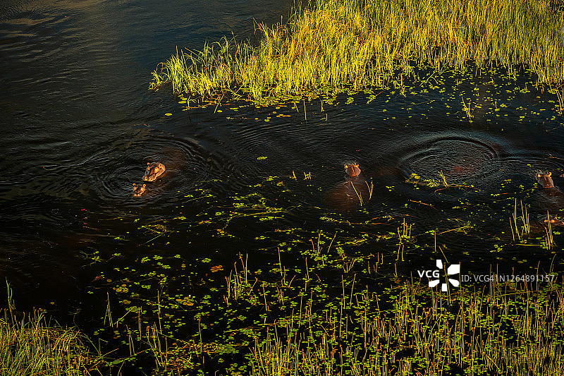 这是河马家族的鸟瞰图(河马两栖)在睡莲和河芦苇在水中，在奥卡万戈三角洲，博茨瓦纳图片素材
