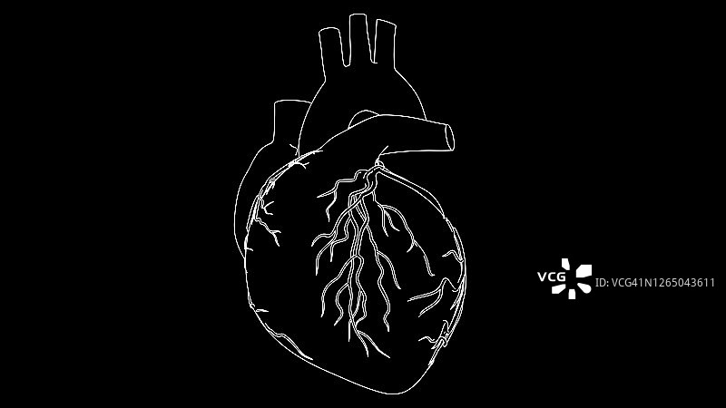 人体心脏跳动解剖动画。用黑白画图片素材