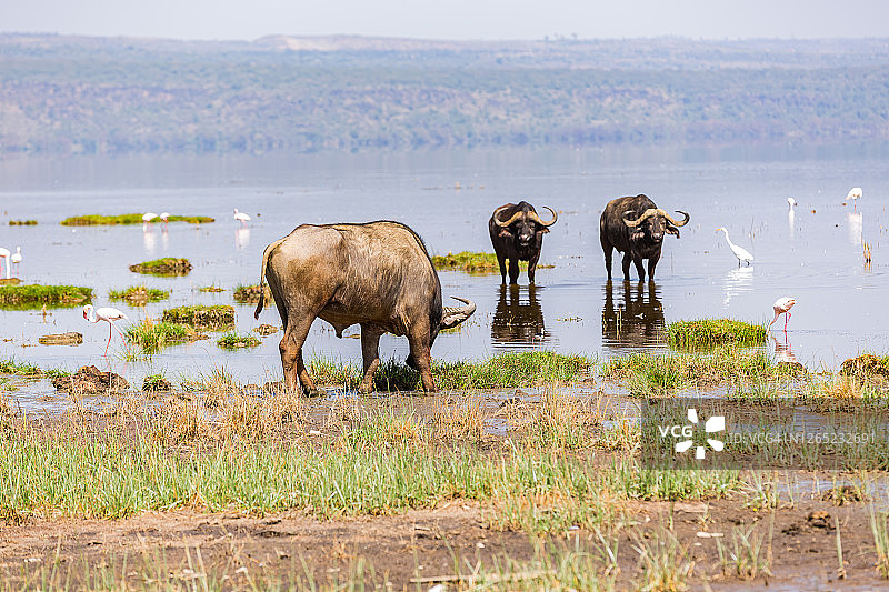 在纳库鲁湖吃草的非洲水牛，荒野的寂静图片素材