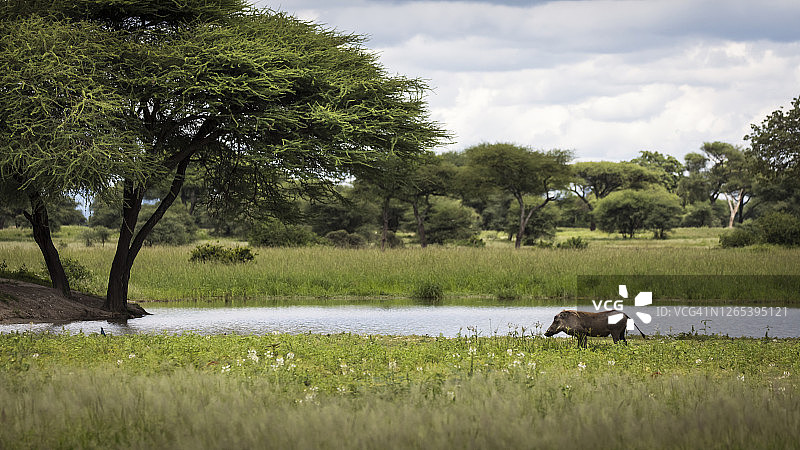 坦桑尼亚Tarangire国家公园里的疣猪图片素材