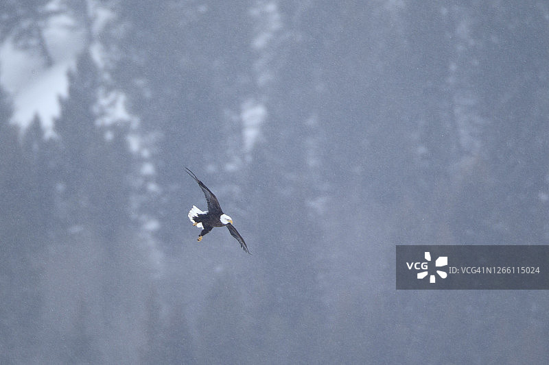 成年秃鹰在山上的雪地里飞翔图片素材