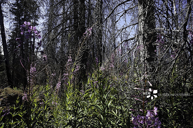 森林荒野里紫色的野花图片素材