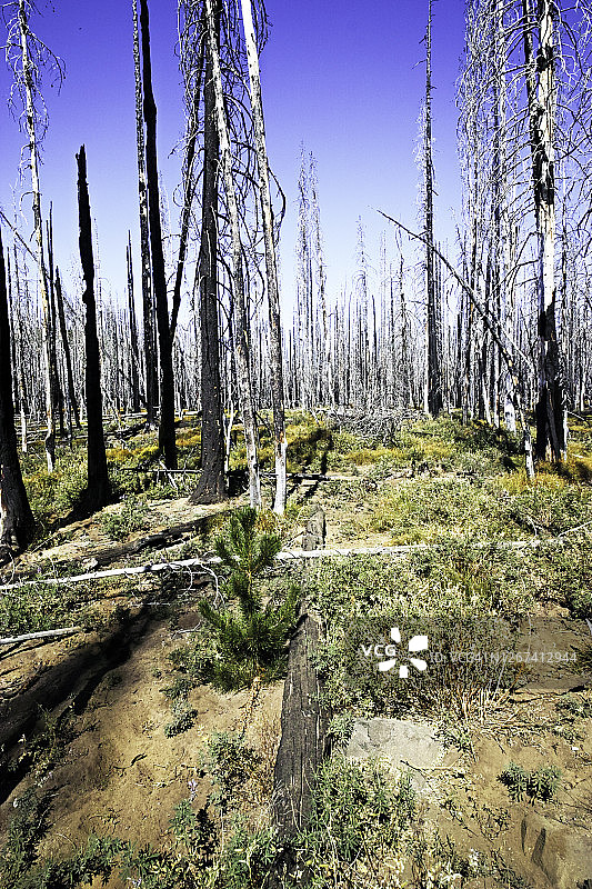吉福德平肖国家森林的幼树生长图片素材