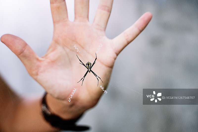 身体上有黄色边框的小蜘蛛，被蛛网抓住，背景上有一个人的手图片素材