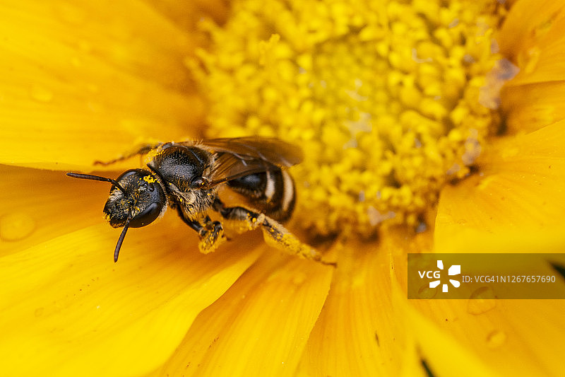 充满花粉的黄蜂和Gazania成熟桔黄色的花的特写图片素材