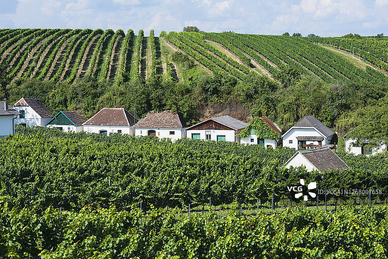 葡萄酒文化:位于奥地利魏因维尔特尔葡萄园的酒窖图片素材