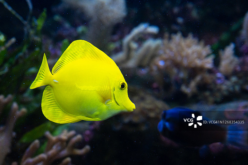 黄塘鱼(黄颡鱼)来自棘鱼科，是珊瑚礁的居民之一图片素材