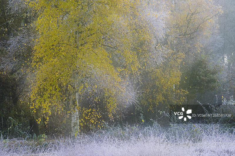 桦树(桦树)在白霜沼泽，秋天，戈尔登斯特，奥尔登伯格明斯特兰，下萨克森，德国图片素材