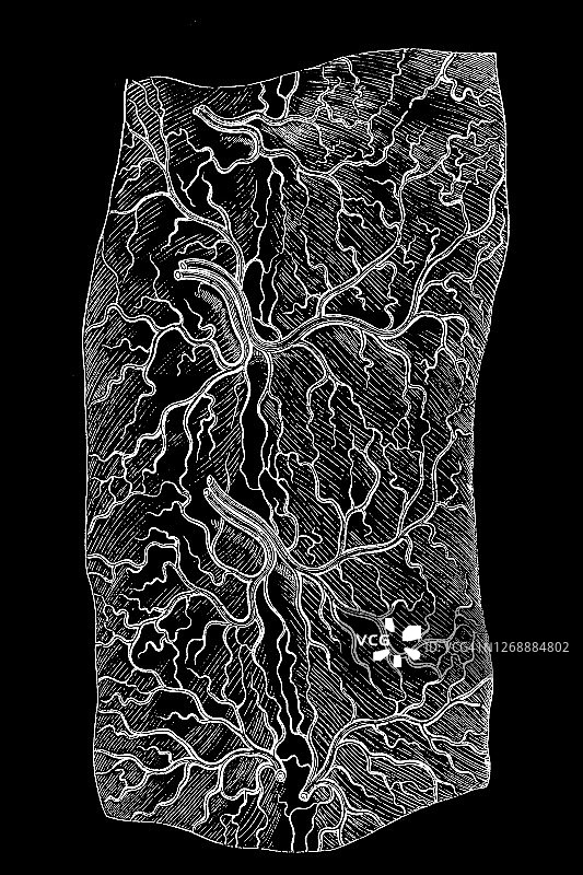 十二指肠静脉图片素材