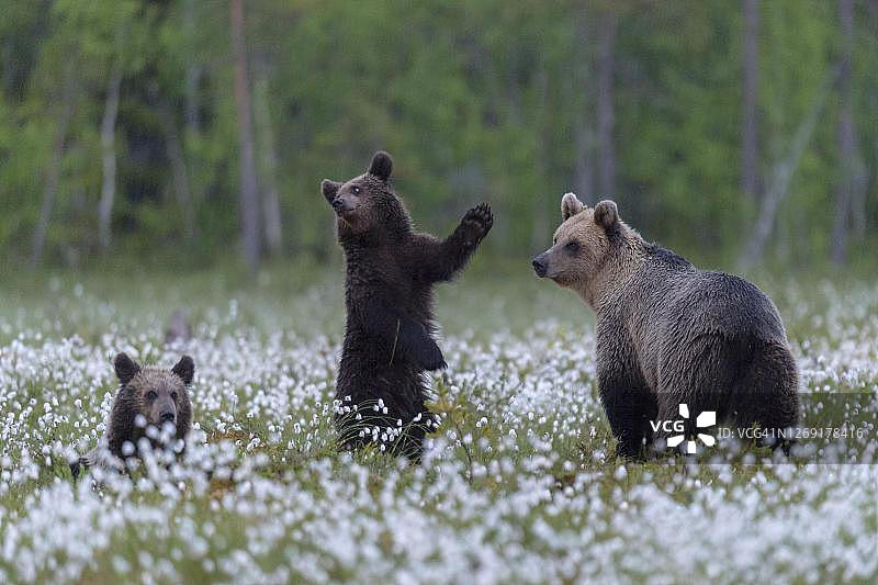 母熊(熊熊)和她的孩子在一个北方针叶林边缘的棉花草的沼泽，幼熊，Suomussalmi，卡累利亚，芬兰图片素材