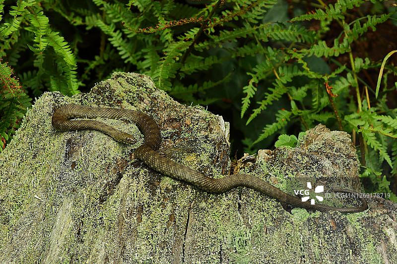 骰子蛇(Natrix tessellata)日光浴在一个老树桩，圈养，动物园阿克斯多夫，黑塞，德国图片素材
