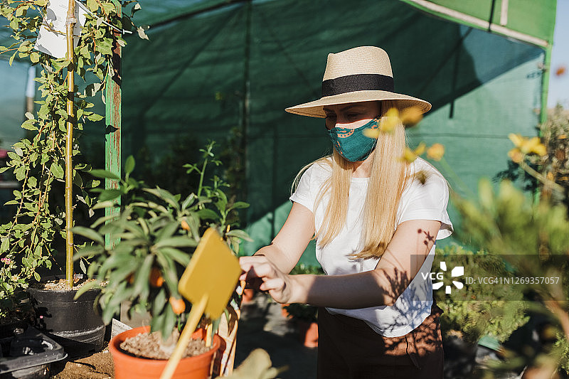 中年妇女戴着面罩和帽子在温室里检查植物图片素材