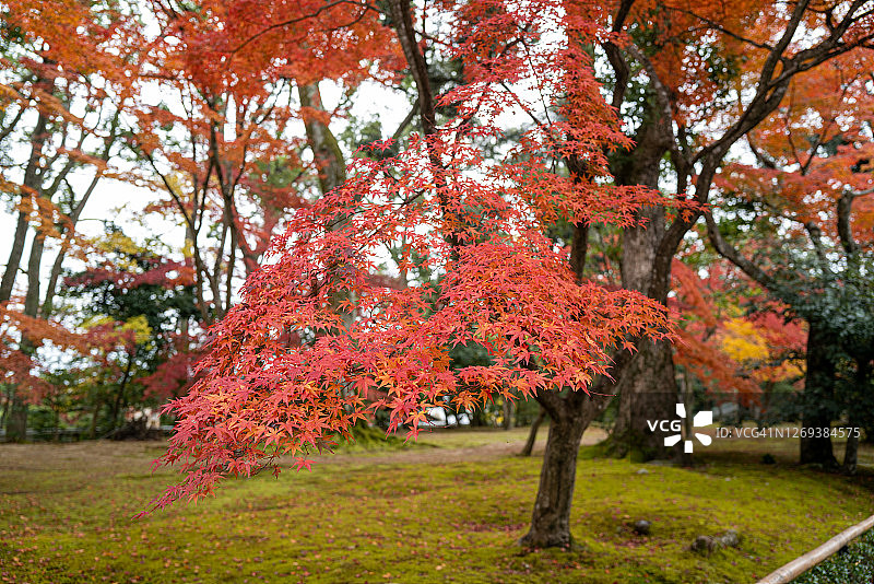 京都一个公园里秋叶的颜色图片素材