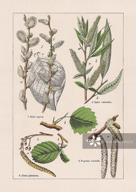双子叶植物，色版画，出版于1895年图片素材