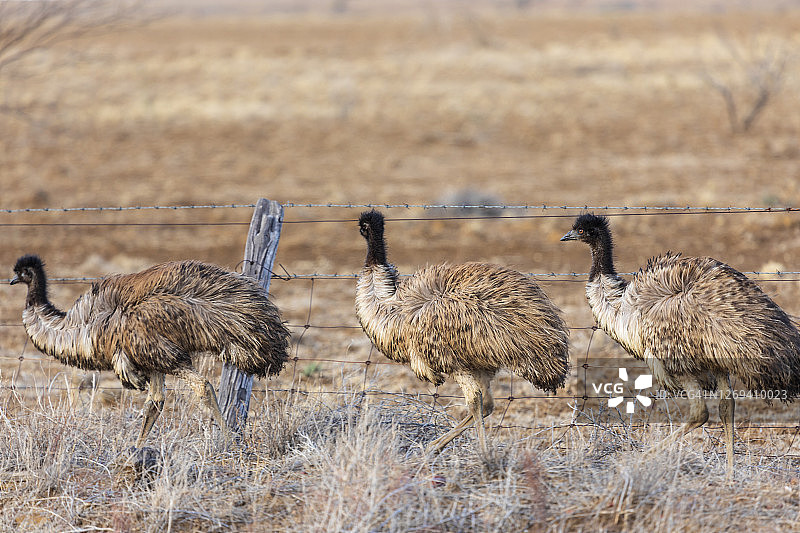 在澳大利亚干旱的地区，三只鸸鹋沿着篱笆线行走图片素材