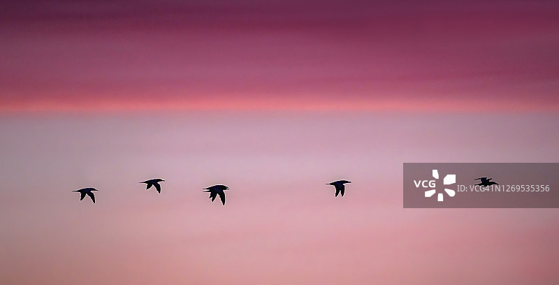 在长岛琼斯海滩的深粉色天空上飞翔的塘鹅队图片素材