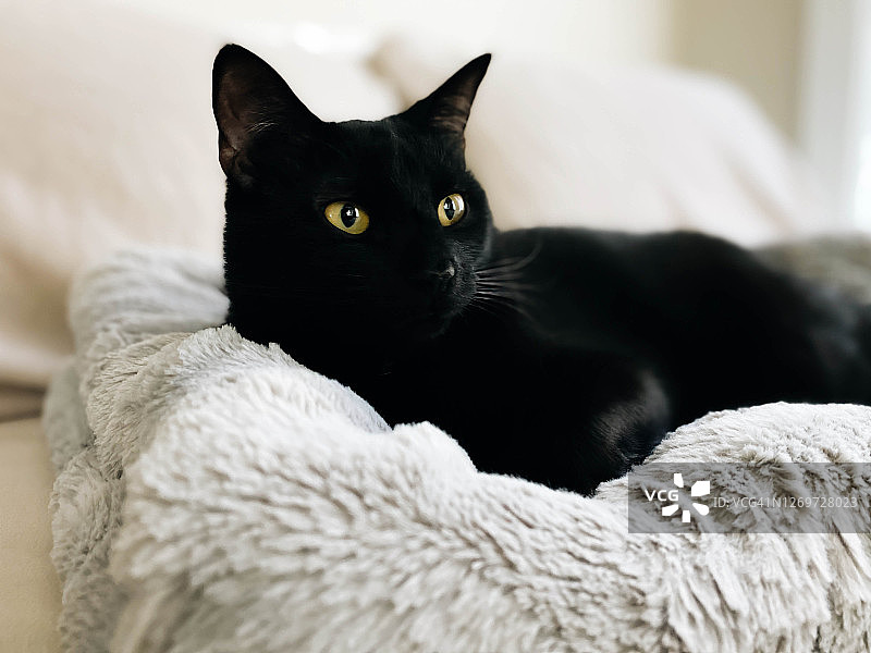 黑猫在床上休息图片素材