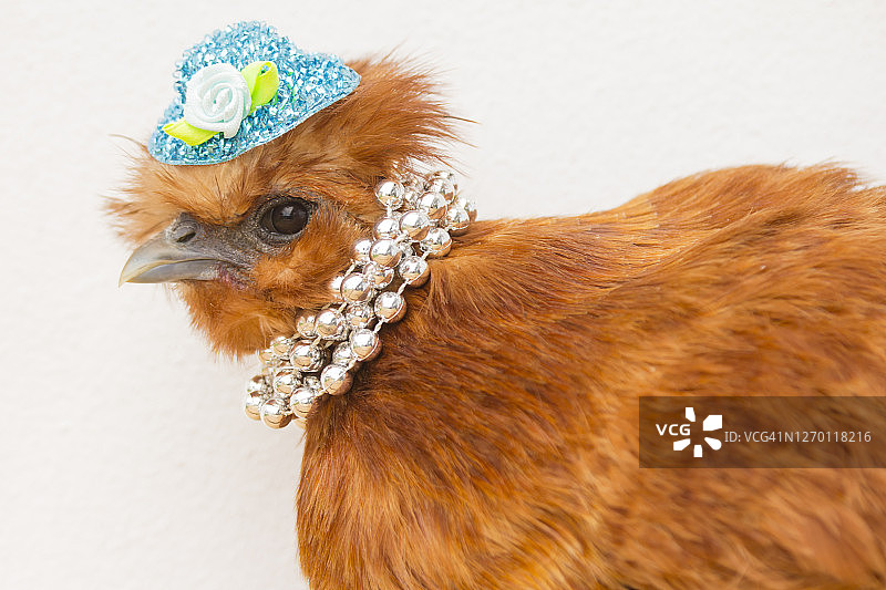 母鸡戴着珍珠项链和帽子图片素材