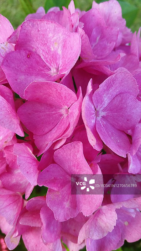 粉色绣球花背景图片素材