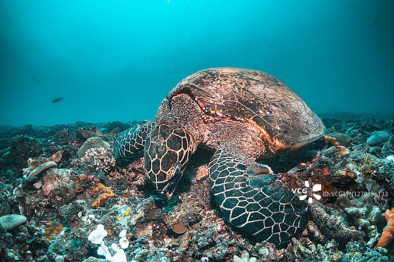 印度尼西亚珊瑚礁中的海龟图片素材