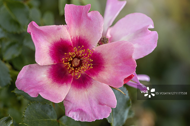 美丽的粉色夏天玫瑰“只为你的眼睛”花图片素材
