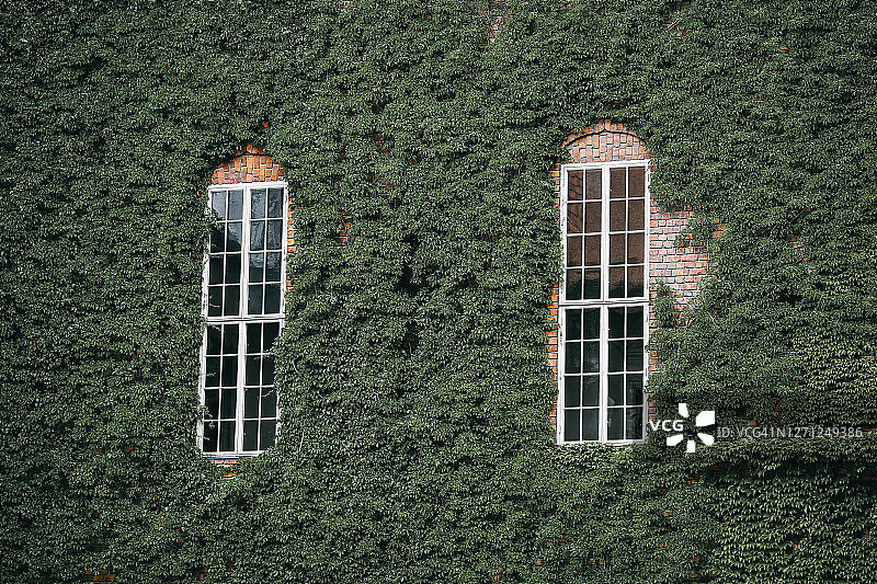 夏天的氛围:窗户被蔓生的常青藤环绕(弗吉尼亚蔓藤)图片素材